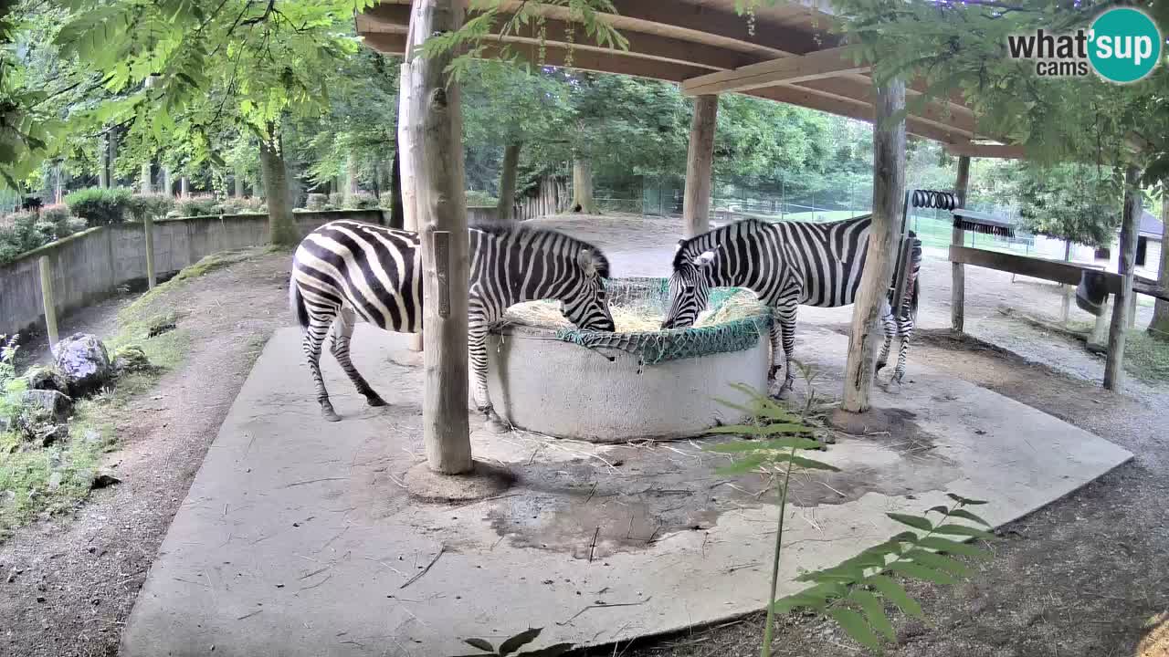 Live Webcam Zebras in Ljubljana ZOO – Slowenien