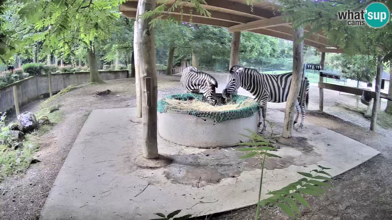Zebre v živo v živalskem vrtu Ljubljana ZOO spletne kamere