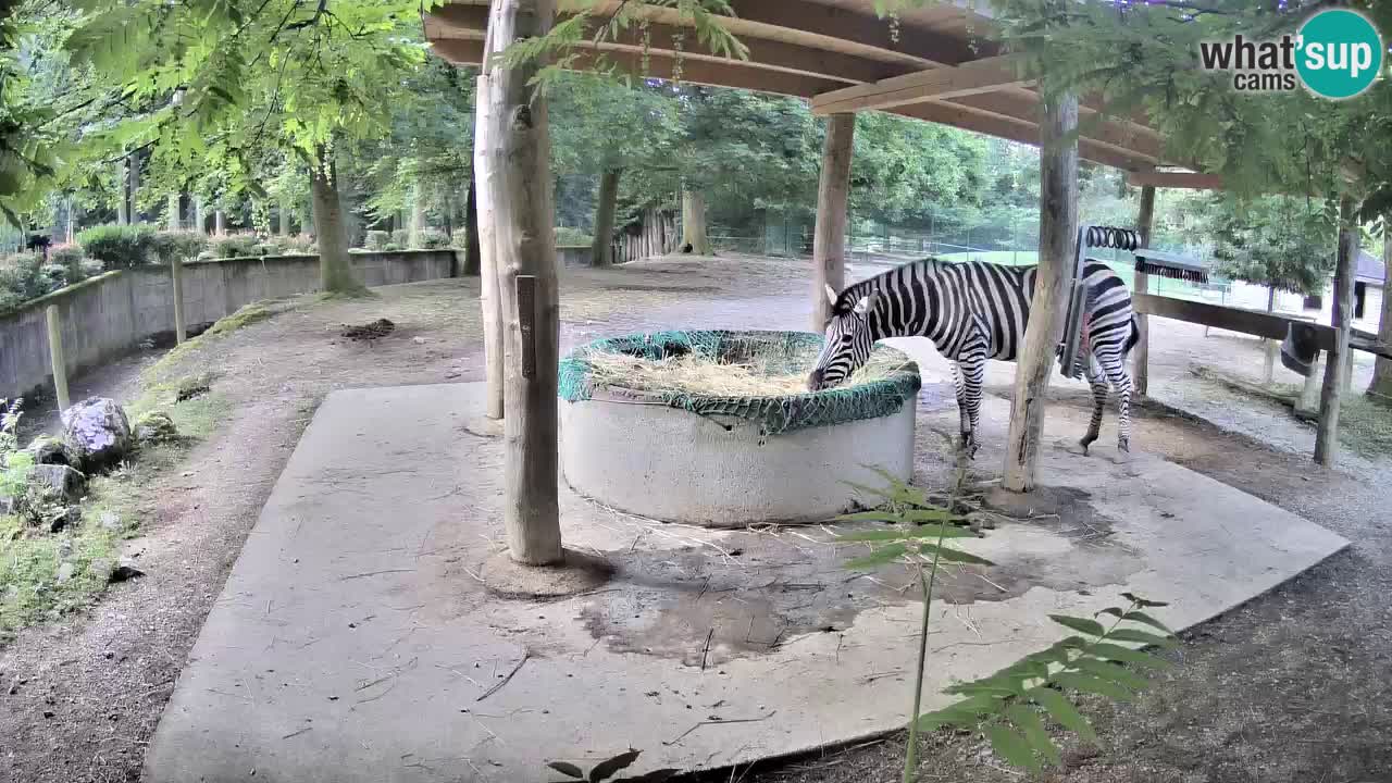 Web kamera uživo Zebras u ZOO Ljubljana – Slovenija