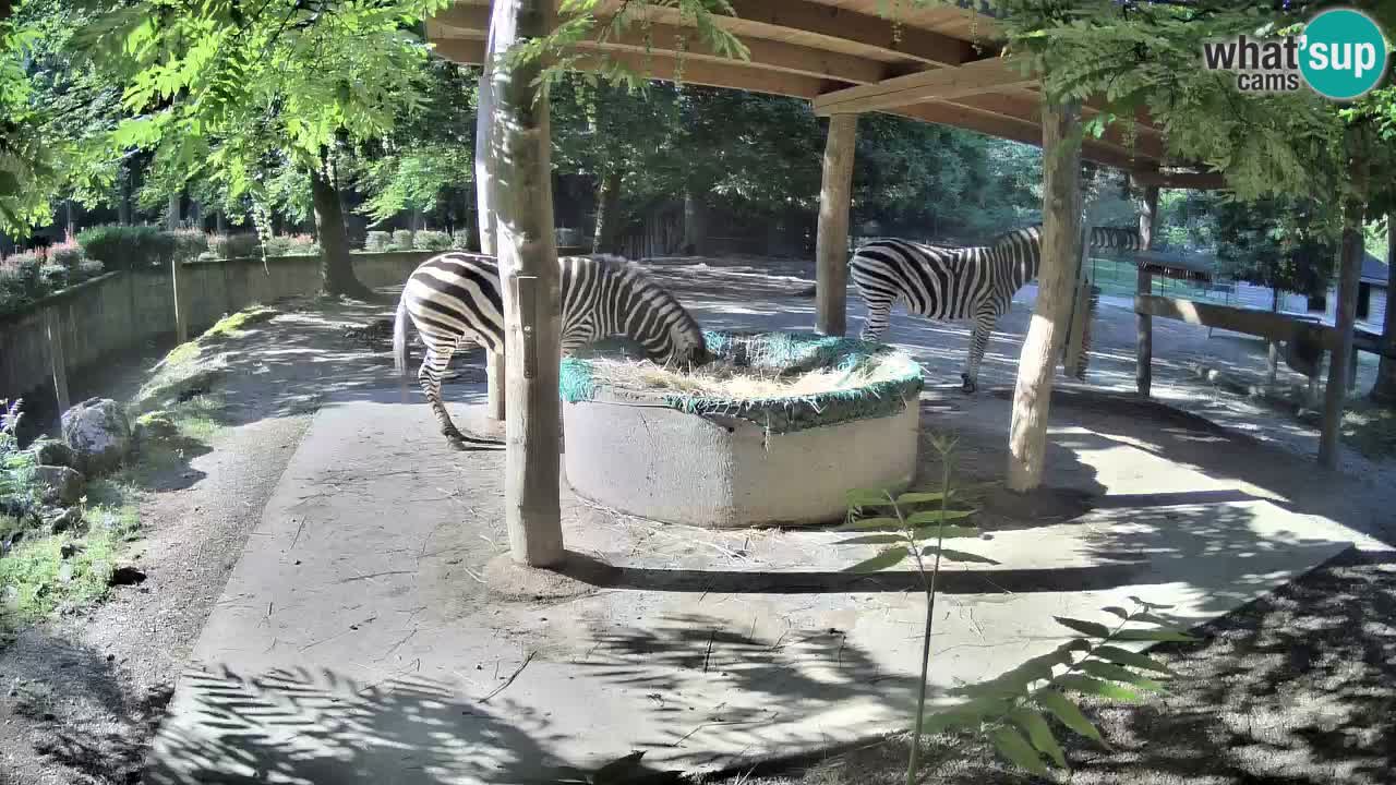 Live webcam Zebras in Ljubljana ZOO – Slovenia