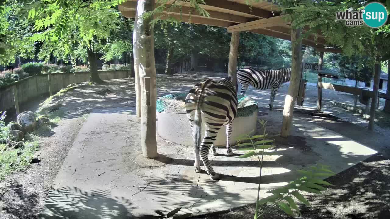 Le Zebre nello ZOO di Ljubljana – Slovenia Live webcam
