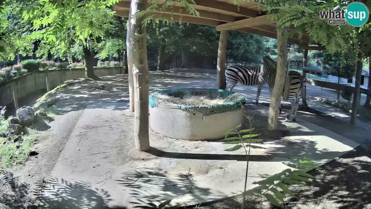 Live Webcam Zebras in Ljubljana ZOO – Slowenien