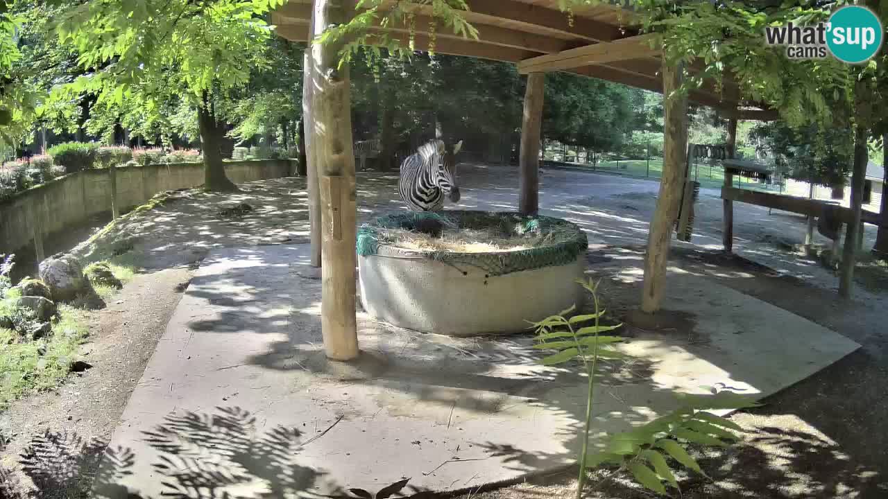 Web kamera uživo Zebras u ZOO Ljubljana – Slovenija