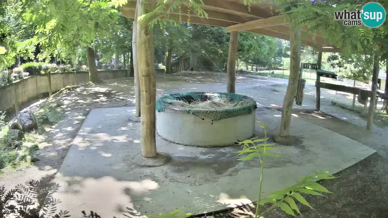 Live webcam Zebras in Ljubljana ZOO – Slovenia