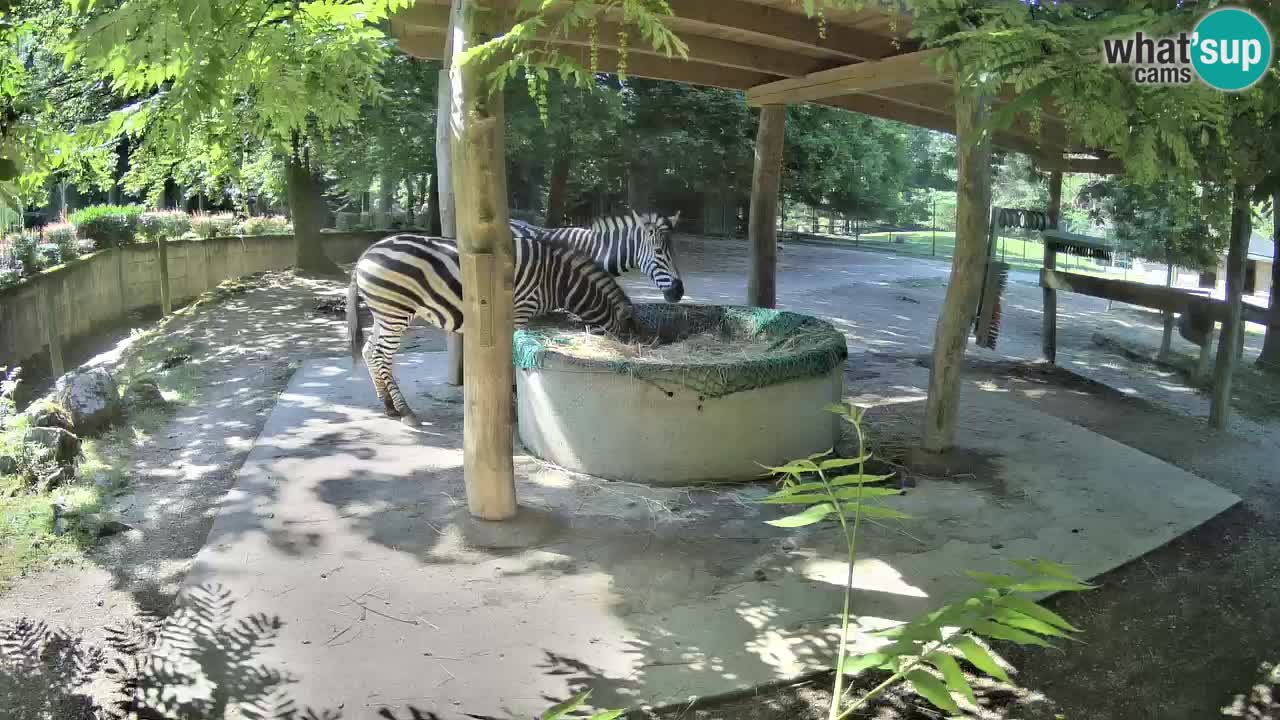 Camera en vivo Cebras in Ljubljana ZOO – Eslovenia