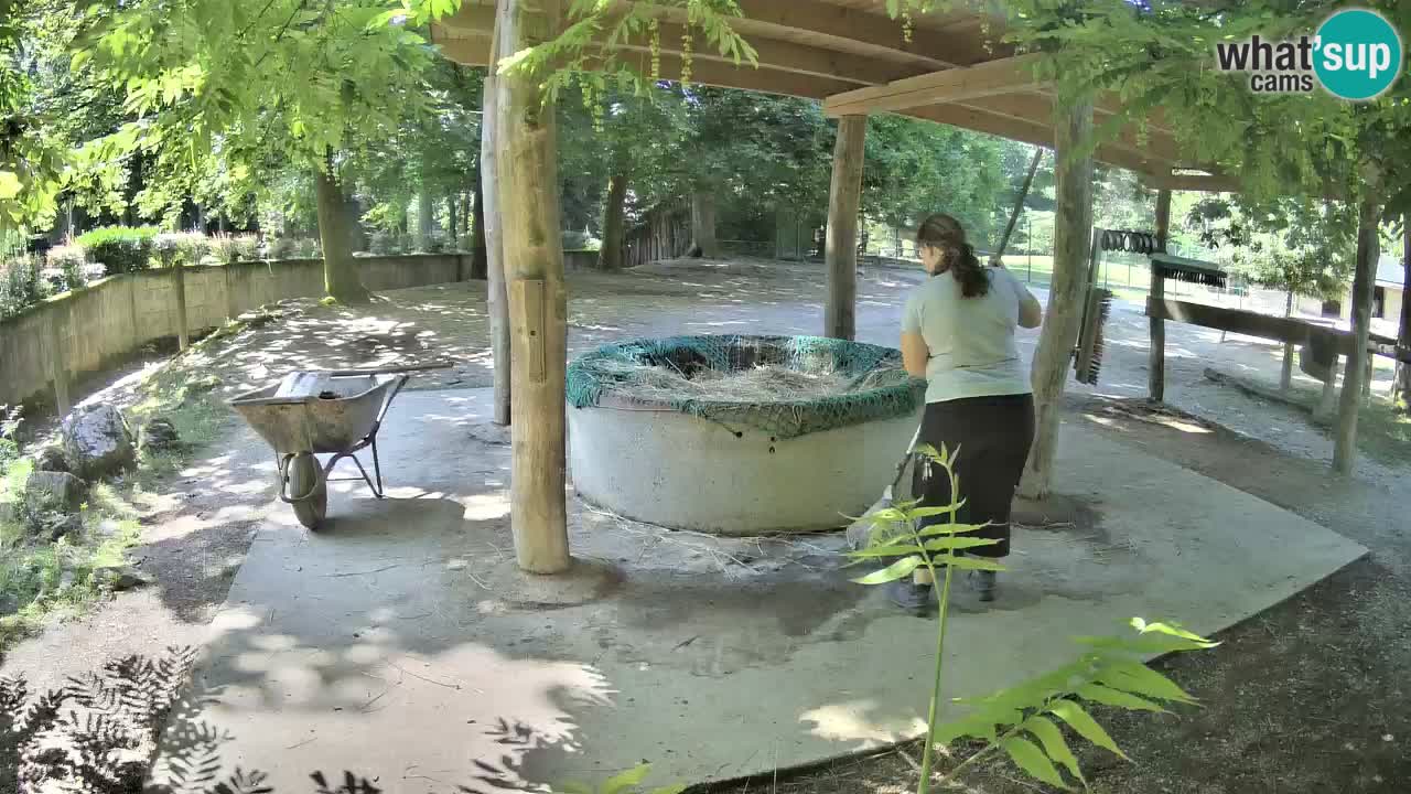 Web kamera uživo Zebras u ZOO Ljubljana – Slovenija