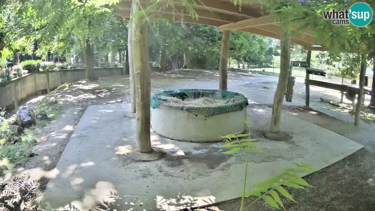 Live Webcam Zebras in Ljubljana ZOO – Slowenien