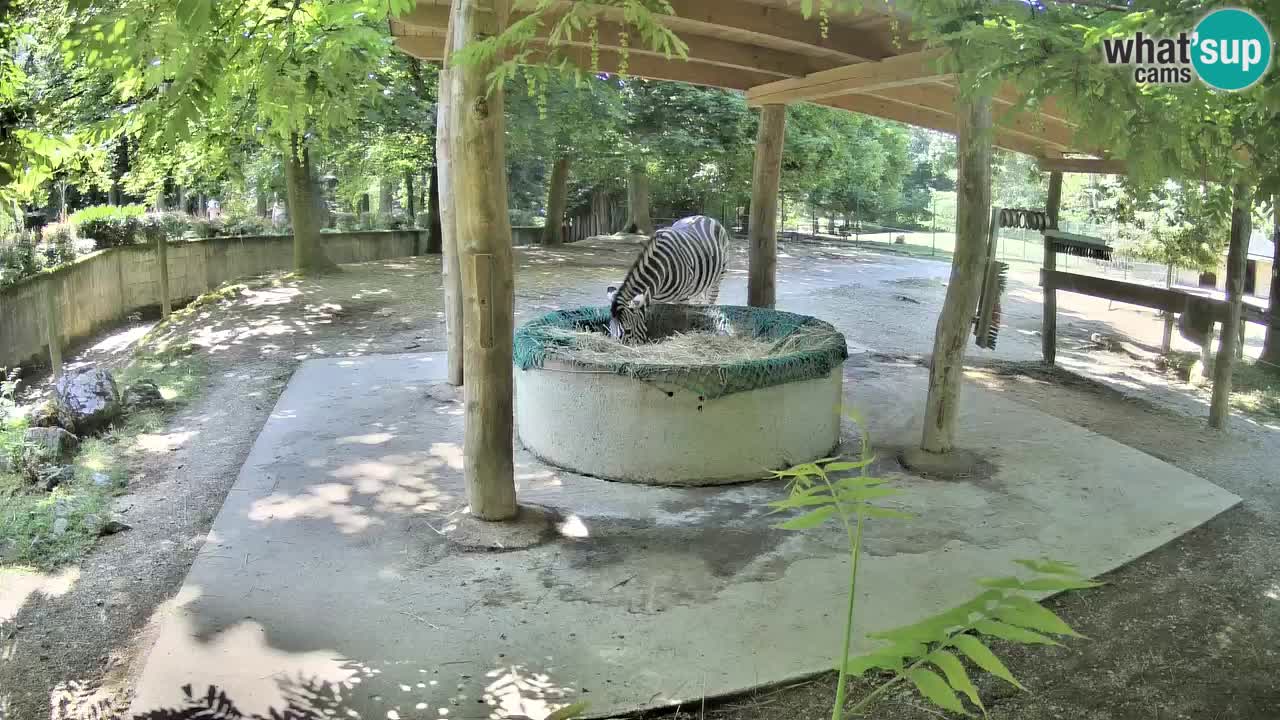 Camera en vivo Cebras in Ljubljana ZOO – Eslovenia