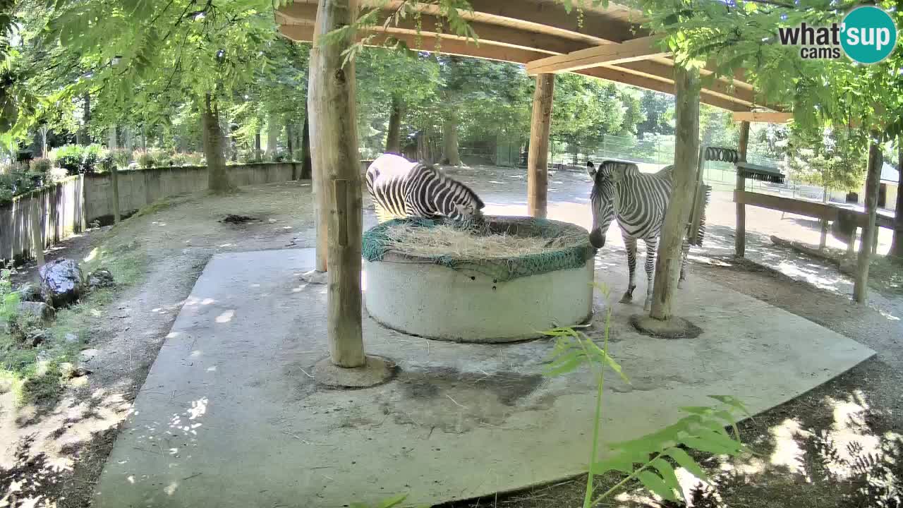 Live Webcam Zebras in Ljubljana ZOO – Slowenien