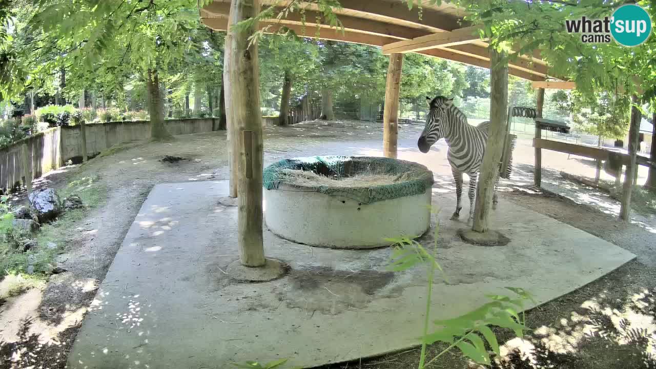 Camera en vivo Cebras in Ljubljana ZOO – Eslovenia