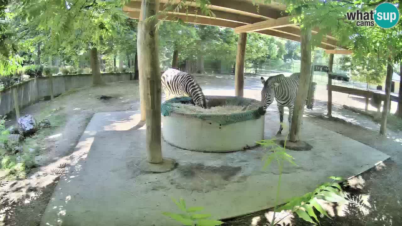 Live webcam Zebras in Ljubljana ZOO – Slovenia