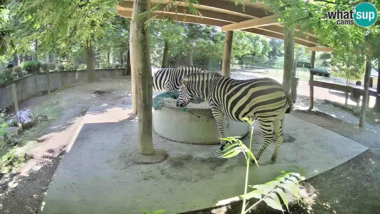 Zebre v živo v živalskem vrtu Ljubljana ZOO spletne kamere