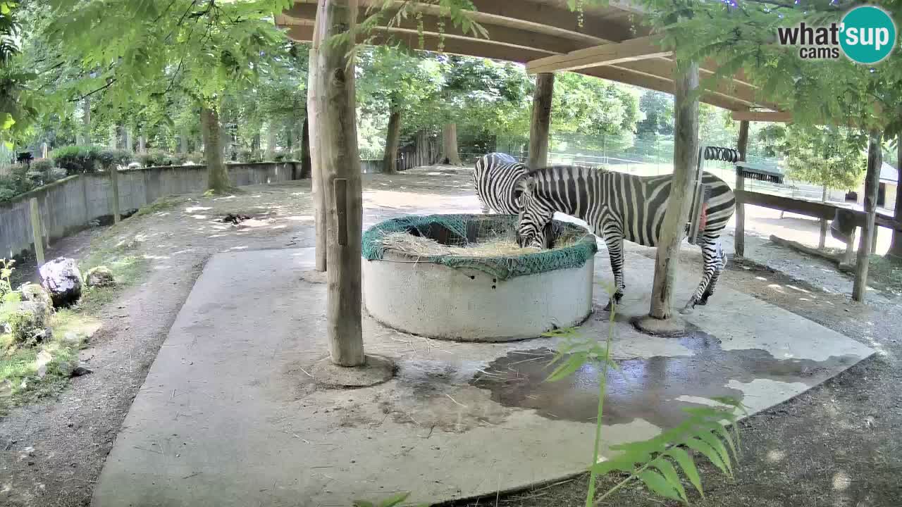 Live webcam Zebras in Ljubljana ZOO – Slovenia