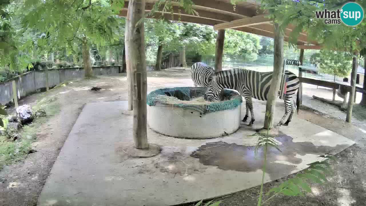 Live webcam Zebras in Ljubljana ZOO – Slovenia