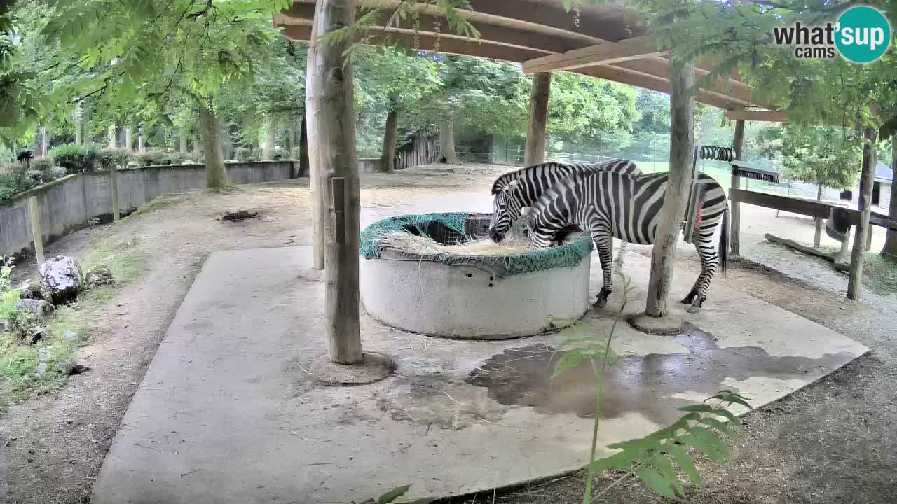 Live webcam Zebras in Ljubljana ZOO – Slovenia