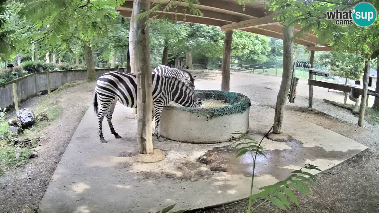 Live webcam Zebras in Ljubljana ZOO – Slovenia