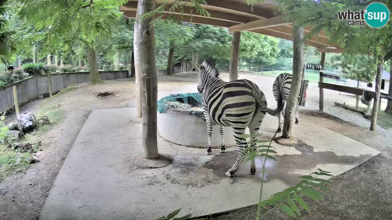 Zebre v živo v živalskem vrtu Ljubljana ZOO spletne kamere