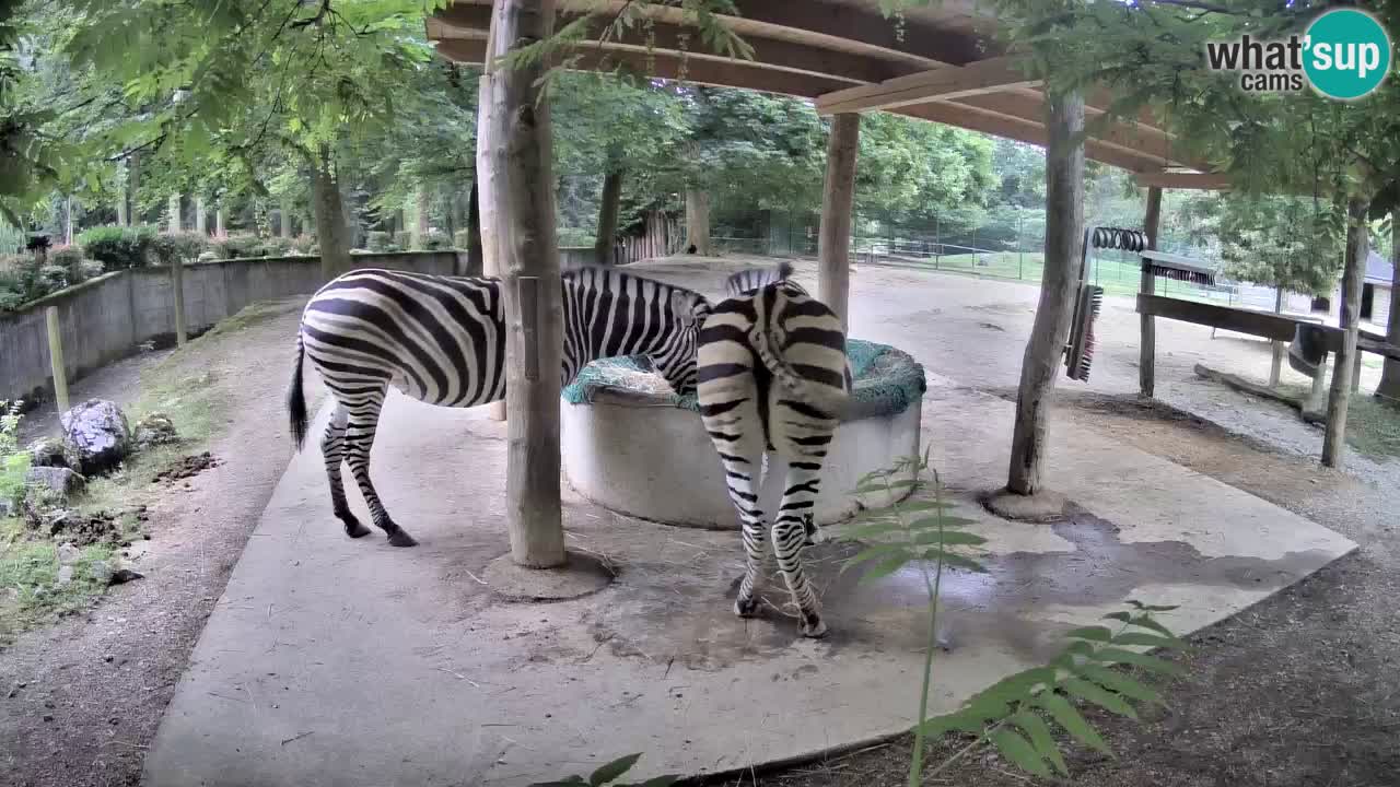 Live Webcam Zebras in Ljubljana ZOO – Slowenien