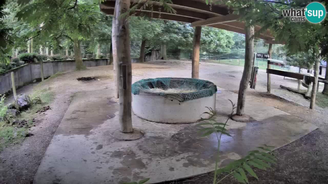 Live Webcam Zebras in Ljubljana ZOO – Slowenien