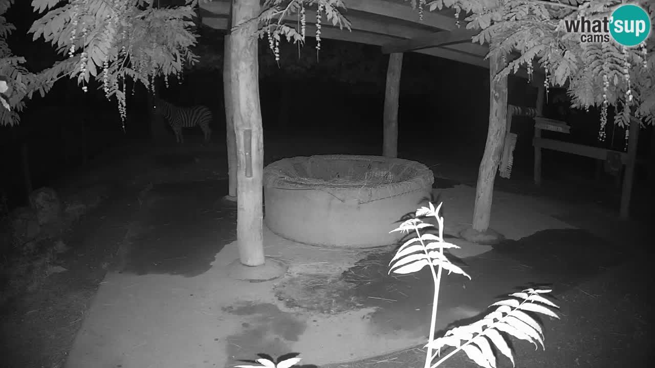 Live Webcam Zebras in Ljubljana ZOO – Slowenien