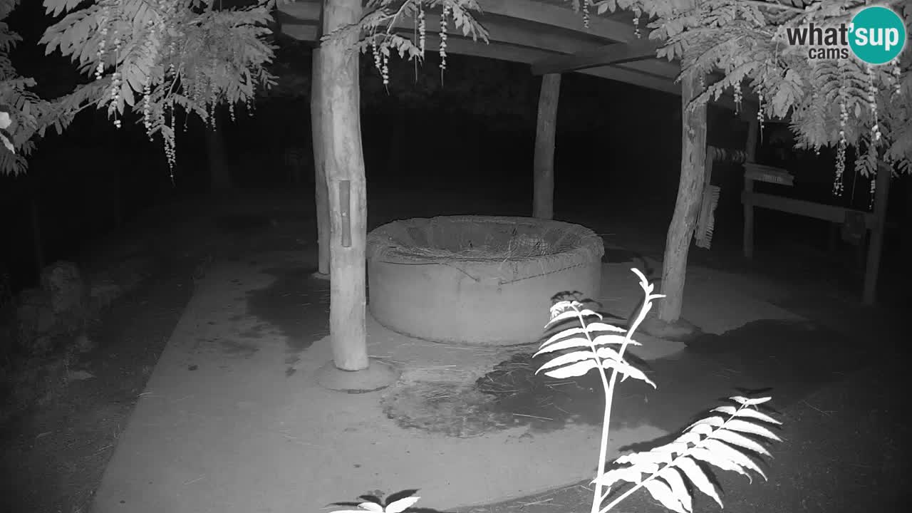 Live Webcam Zebras in Ljubljana ZOO – Slowenien