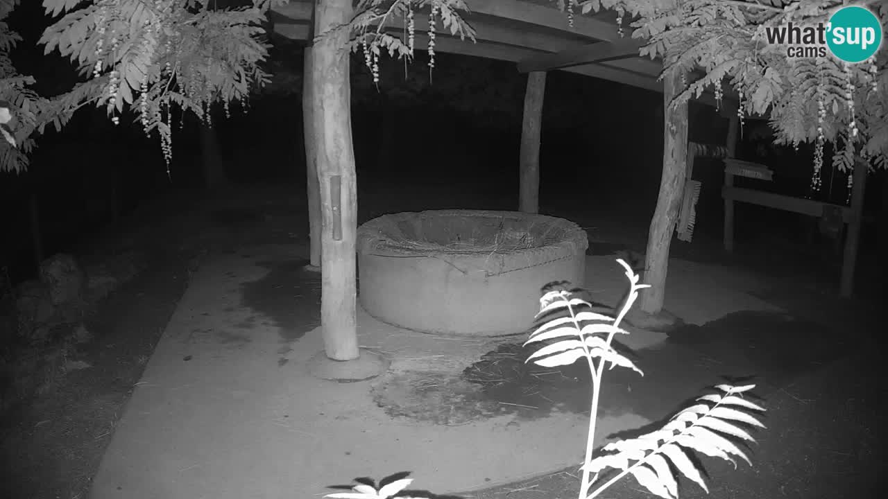 Live webcam Zebras in Ljubljana ZOO – Slovenia