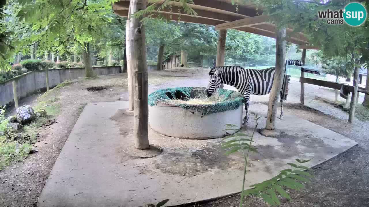 Live webcam Zebras in Ljubljana ZOO – Slovenia