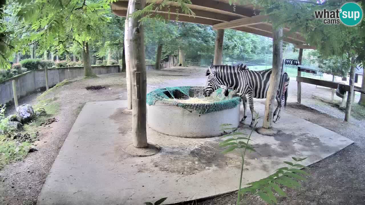Le Zebre nello ZOO di Ljubljana – Slovenia Live webcam
