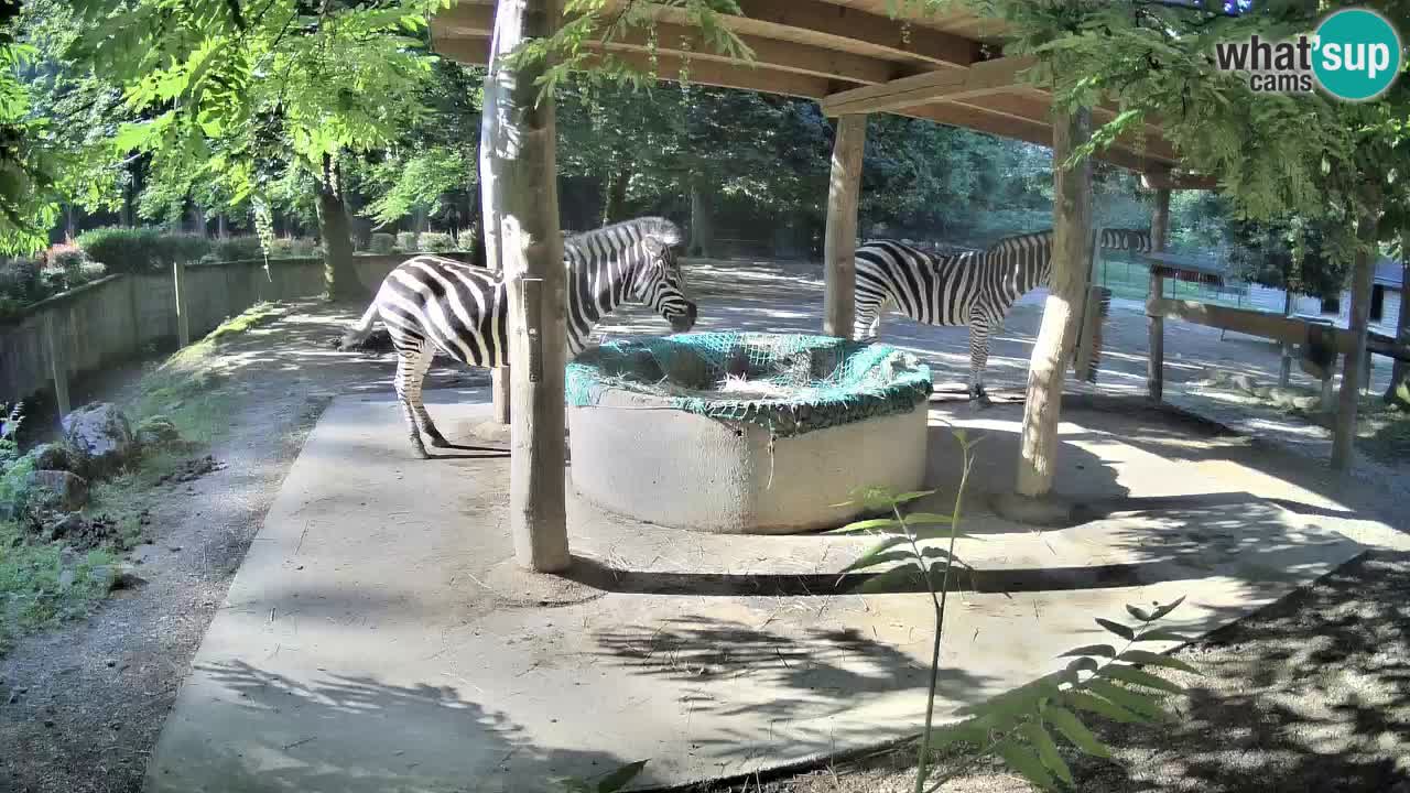 Live Webcam Zebras in Ljubljana ZOO – Slowenien