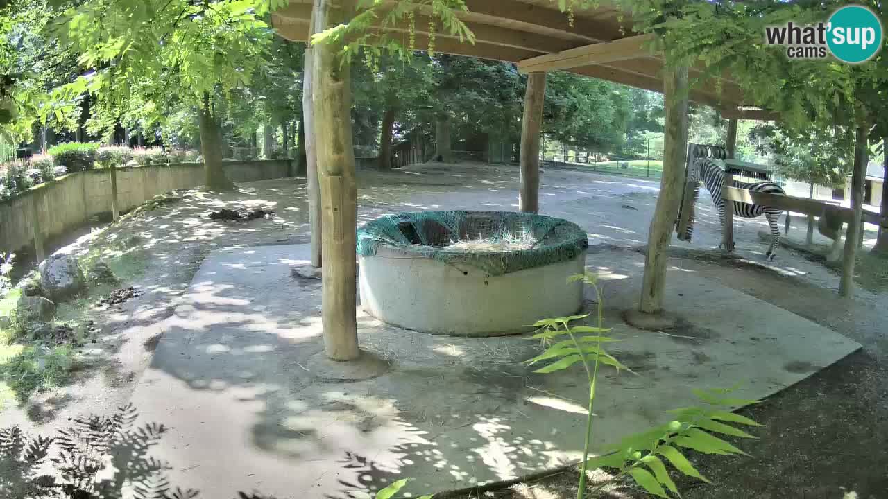 Camera en vivo Cebras in Ljubljana ZOO – Eslovenia