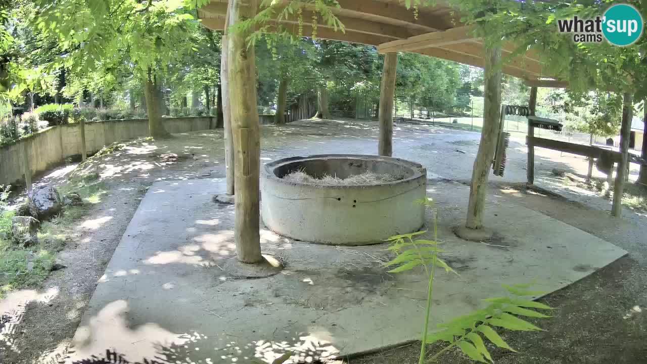 Web kamera uživo Zebras u ZOO Ljubljana – Slovenija