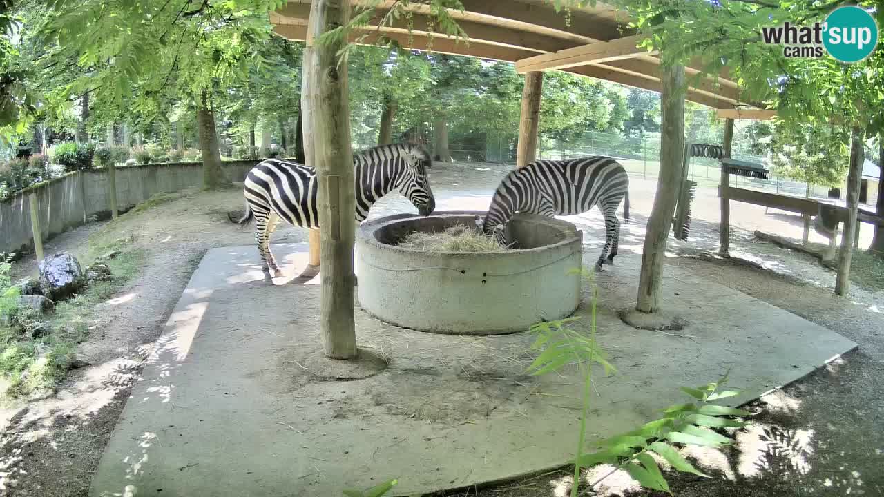 Zebre v živo v živalskem vrtu Ljubljana ZOO spletne kamere