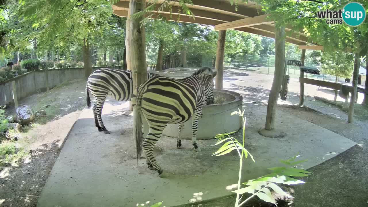 Web kamera uživo Zebras u ZOO Ljubljana – Slovenija