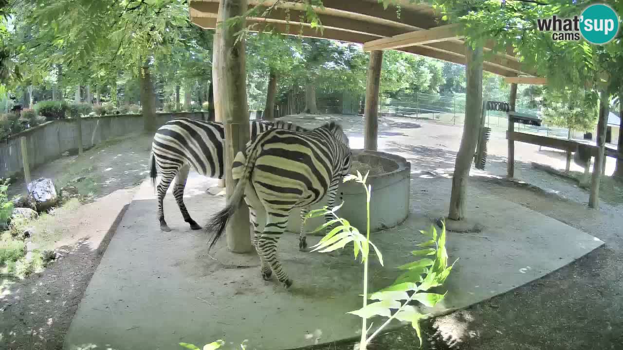Camera en vivo Cebras in Ljubljana ZOO – Eslovenia
