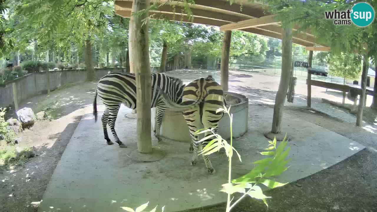 Live webcam Les zèbres in Ljubljana ZOO – Slovénie