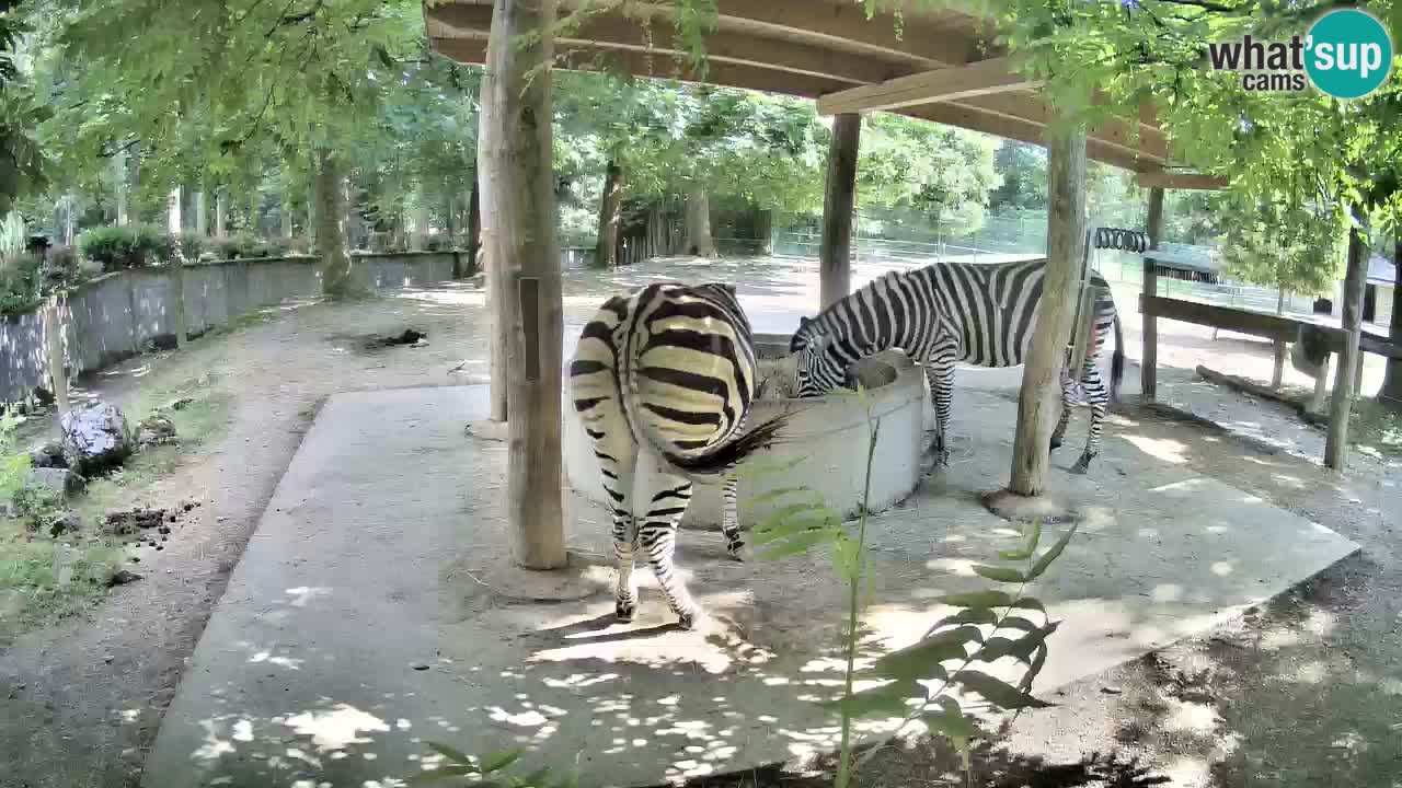Live webcam Les zèbres in Ljubljana ZOO – Slovénie