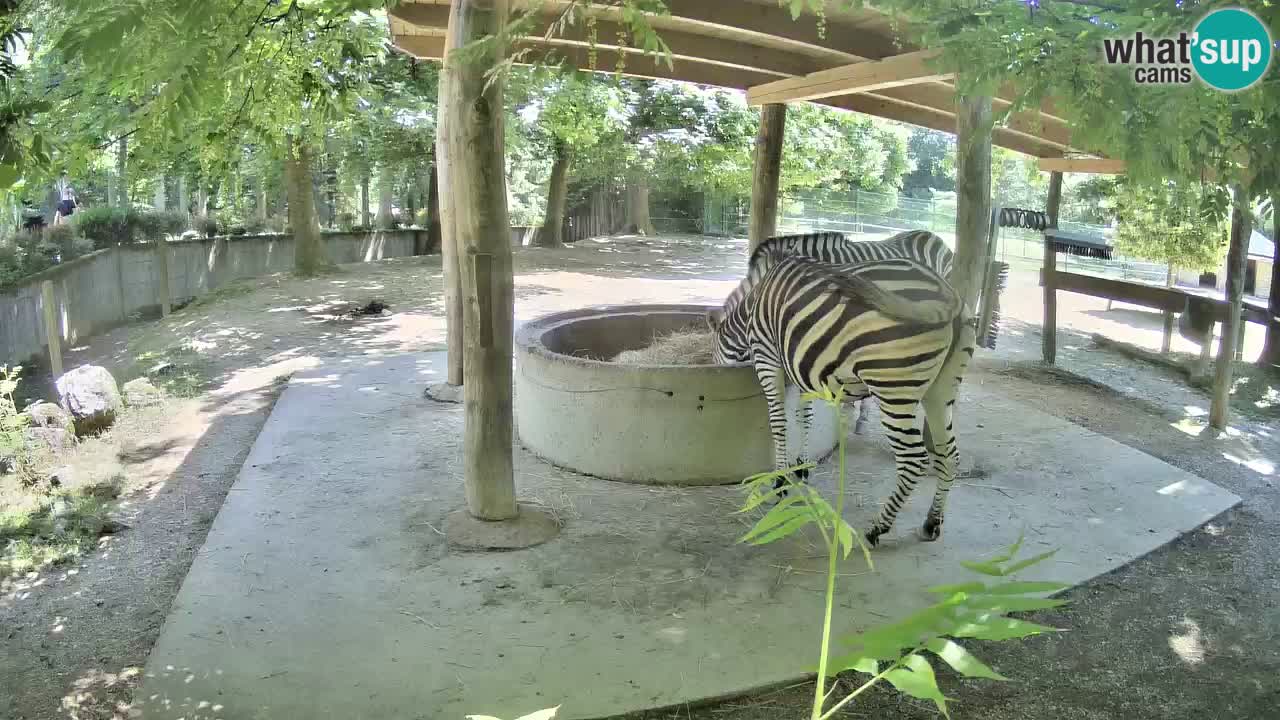 Zebre v živo v živalskem vrtu Ljubljana ZOO spletne kamere