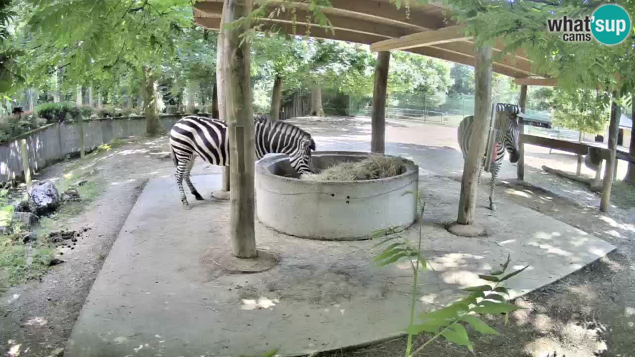 Camera en vivo Cebras in Ljubljana ZOO – Eslovenia