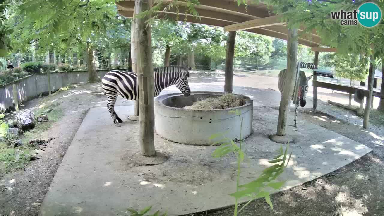 Camera en vivo Cebras in Ljubljana ZOO – Eslovenia