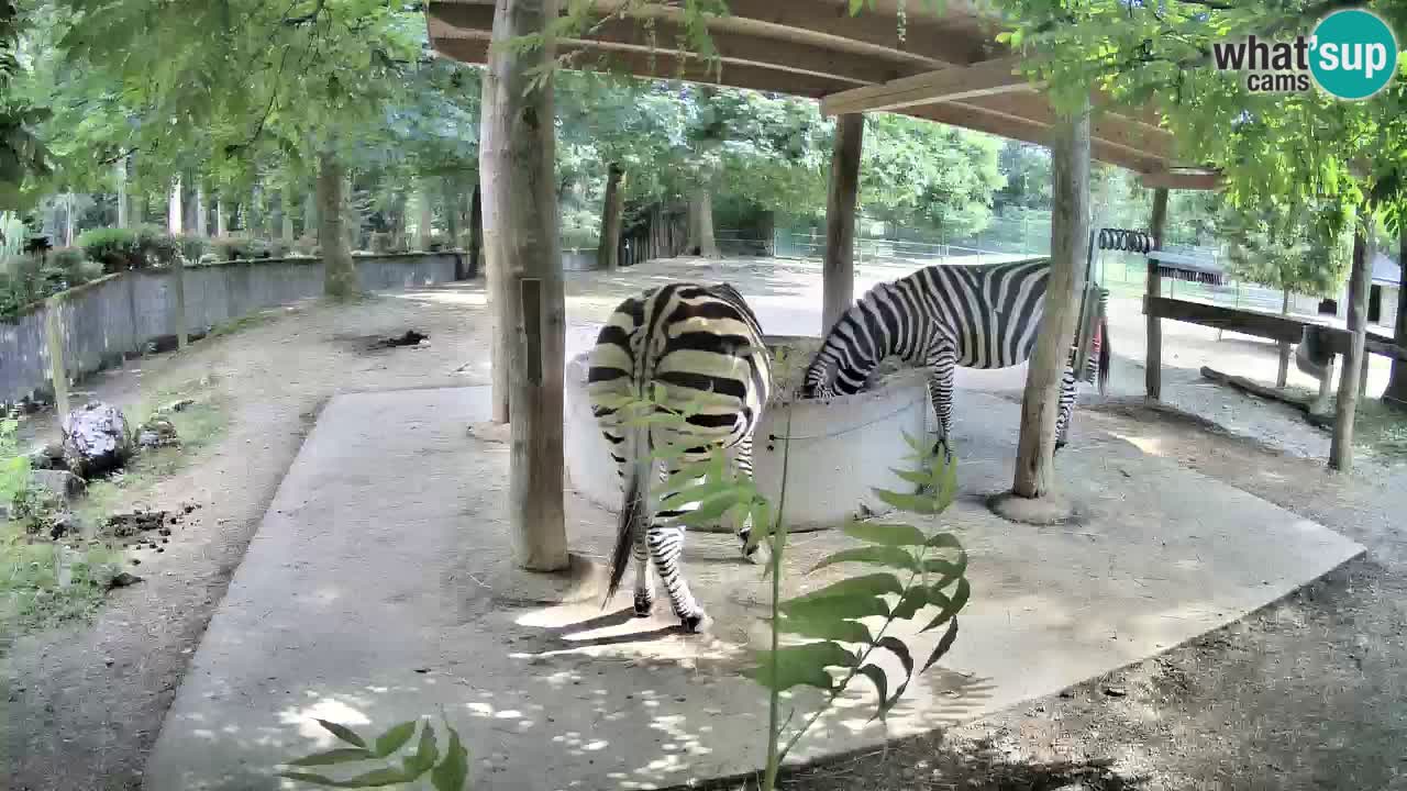 Web kamera uživo Zebras u ZOO Ljubljana – Slovenija