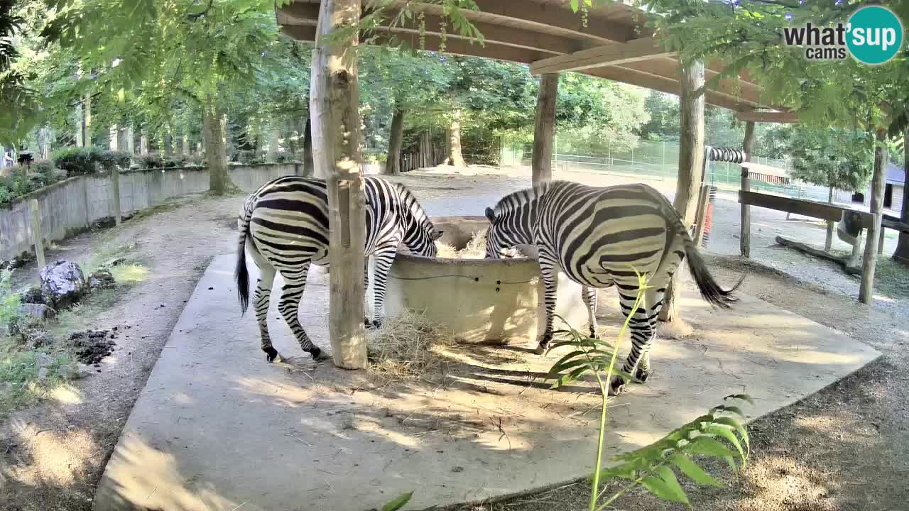 Camera en vivo Cebras in Ljubljana ZOO – Eslovenia
