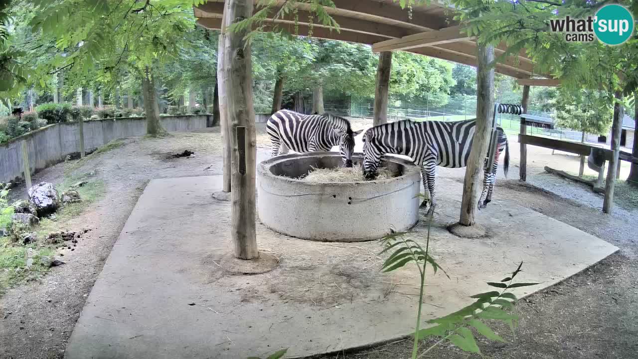 Live webcam Zebras in Ljubljana ZOO – Slovenia
