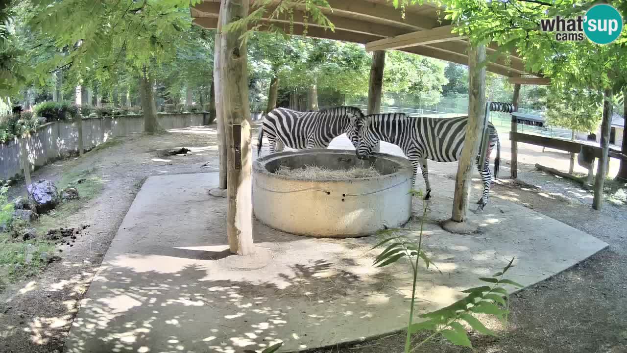 Live webcam Zebras in Ljubljana ZOO – Slovenia