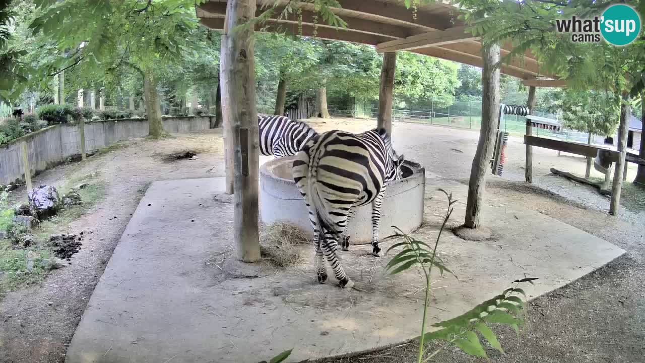 Live webcam Les zèbres in Ljubljana ZOO – Slovénie