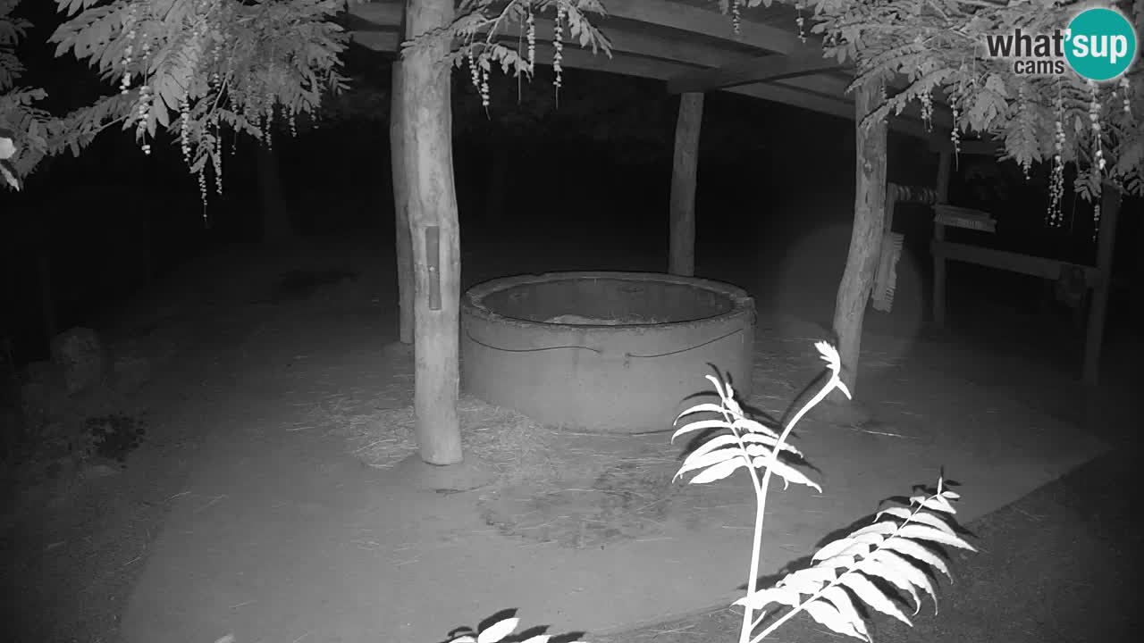 Live webcam Zebras in Ljubljana ZOO – Slovenia