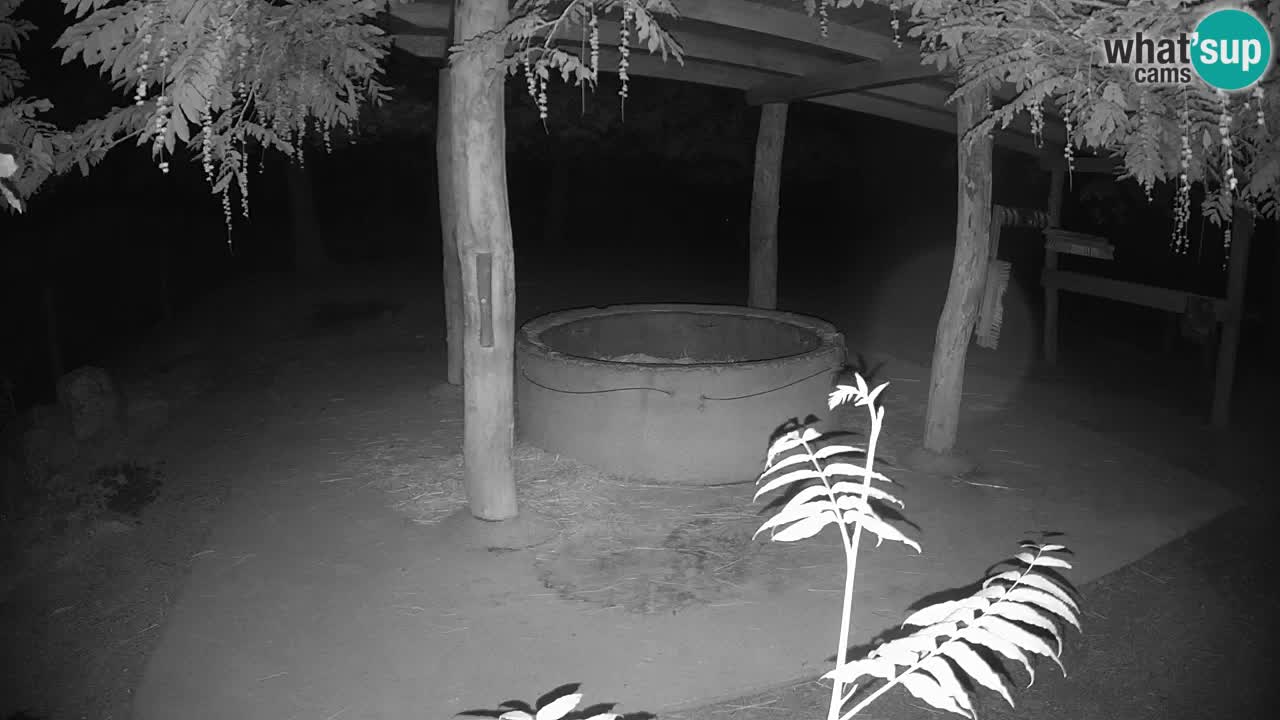 Live Webcam Zebras in Ljubljana ZOO – Slowenien