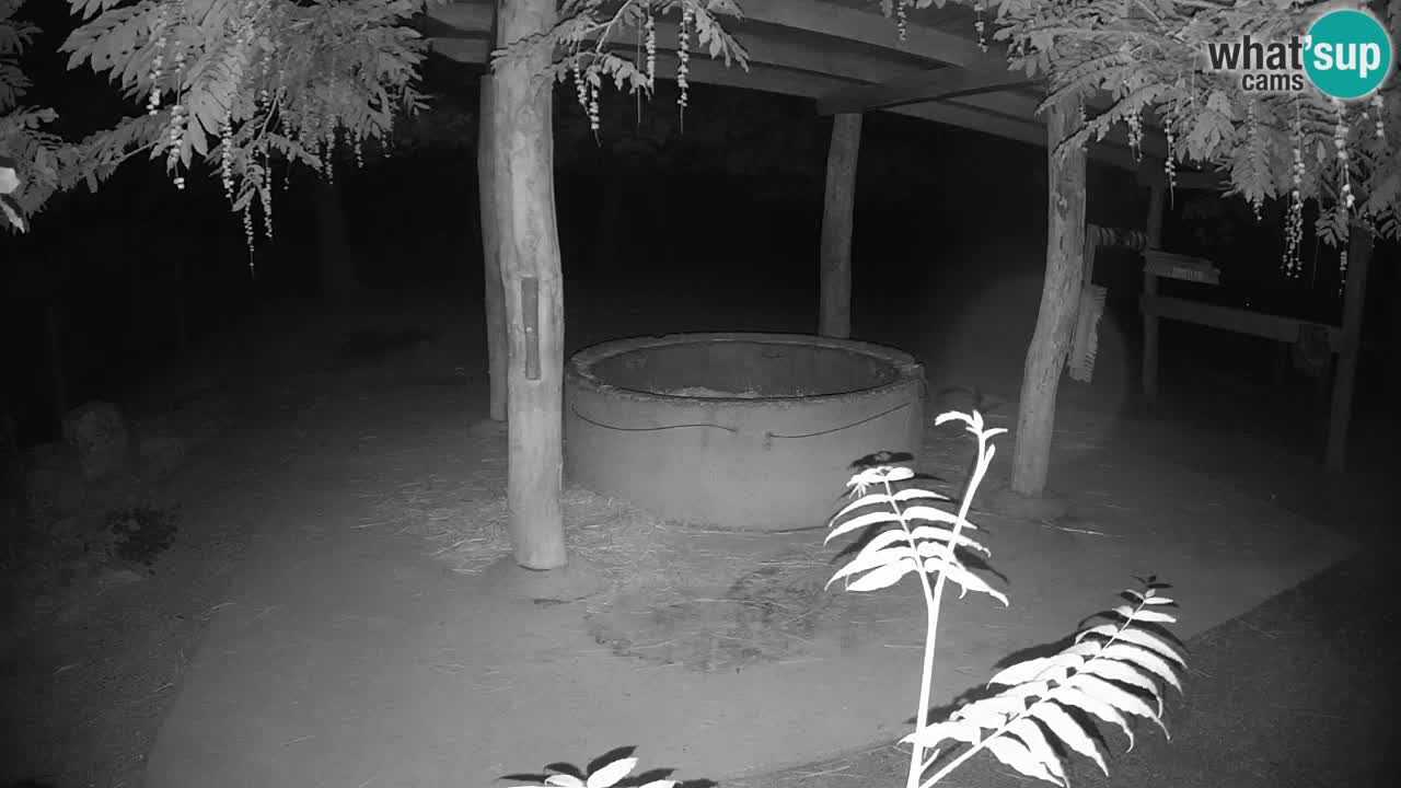 Live webcam Zebras in Ljubljana ZOO – Slovenia