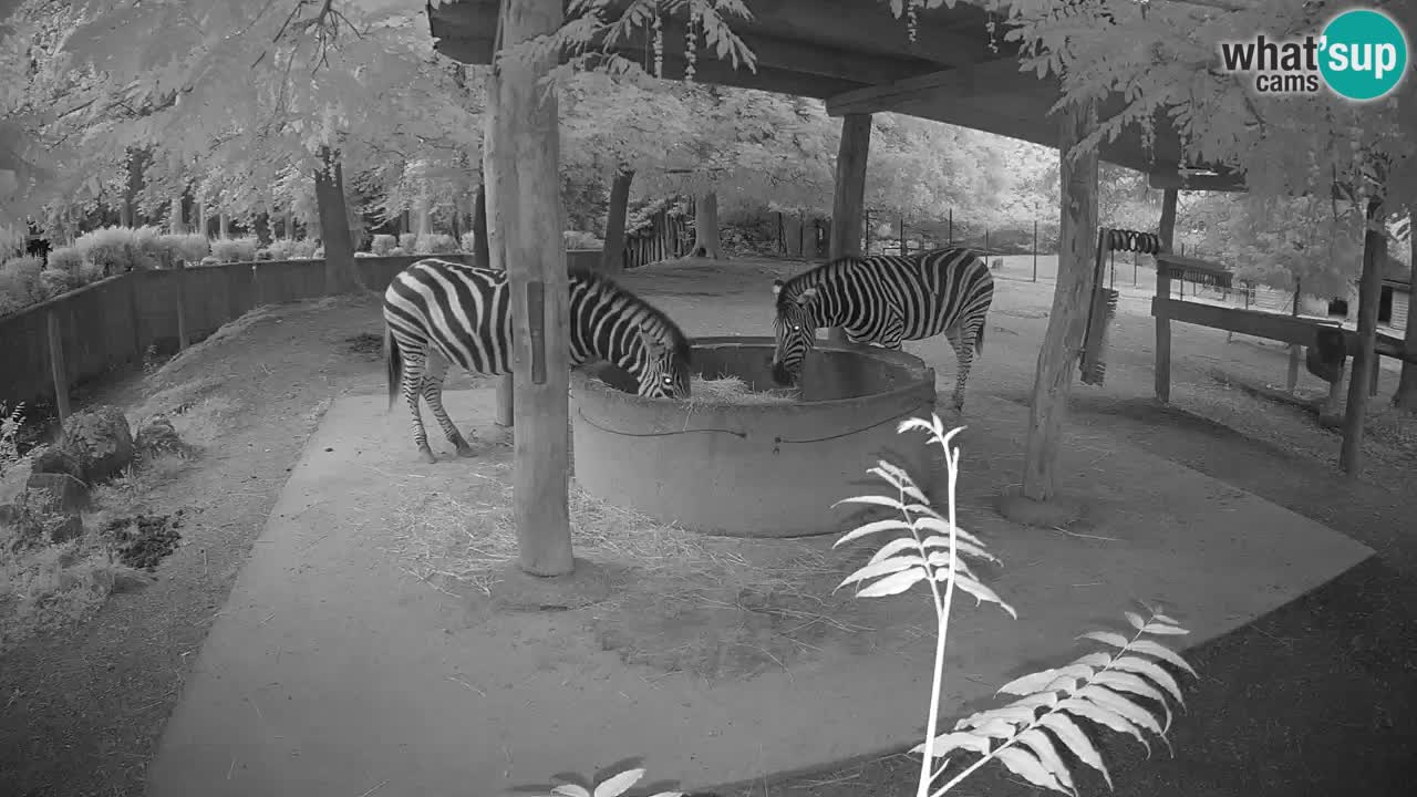 Le Zebre nello ZOO di Ljubljana – Slovenia Live webcam