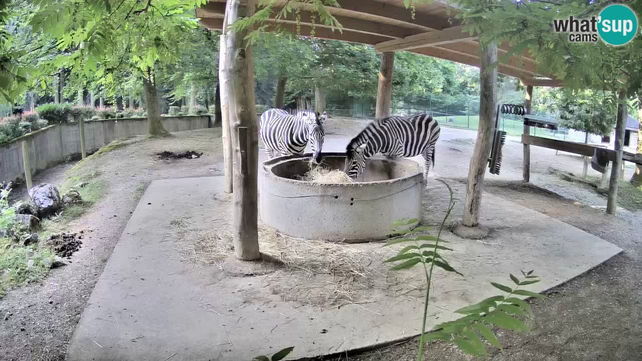Le Zebre nello ZOO di Ljubljana – Slovenia Live webcam
