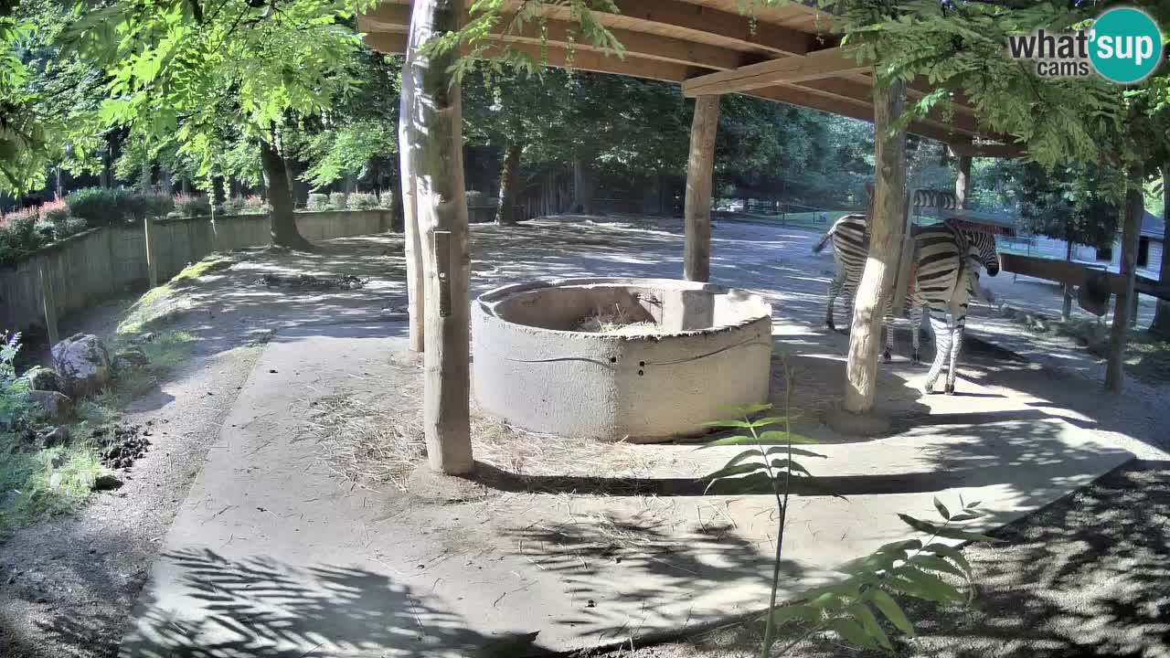 Live webcam Zebras in Ljubljana ZOO – Slovenia